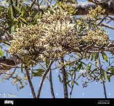 Image result for Cladostemon kirkii