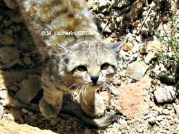 The andean cat leopardus jacobita occurs mainly in the high andes of peru and bolivia, the north the andean cat leopardus jacobita is one of the most beautiful of all wild cats. Andean Cat International Society For Endangered Cats Isec Canada