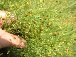 Image result for Schkuhria pinnata