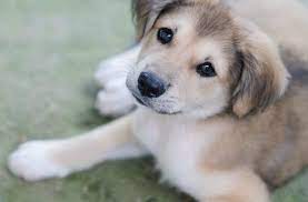 Lancaster puppies advertises puppies for sale in pa, as well as ohio, indiana, new york and other states. Goberian Dog The Ultimate Golden Retriever Husky Mix Breed Guide All Things Dogs All Things Dogs