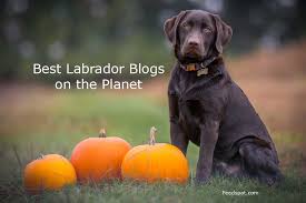 Maybe you would like to learn more about one of these? Top 20 Labrador Blogs And Websites To Follow In 2021