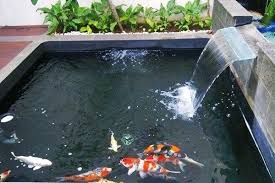 Adapun susunan filter kolam ikan koi yang baik. Cara Memelihara Ikan Koi Supaya Tidak Mudah Mati