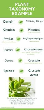 Plant Taxonomy Chart Succulents Plants Crassula Ovata Taxonomy