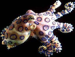 Blue Ringed Octopus Deep Sea Creatures Deadly Animals Poisonous Animals