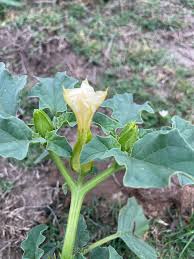 Image result for Datura ferox