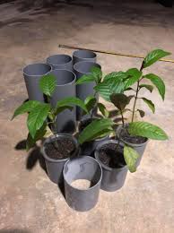 About press copyright contact us creators advertise developers terms privacy policy & safety how works test new features press copyright contact us creators. Pokok Ketum Urat Merah Rm30 Sahaja Cepat Like Page Dan Follow Group Dibawah Https Www Facebook Com Mkc Malaysian Kratom Community Pokok Ketum Kratom Mitragyna Speciosa 100336645117654 Dan Https Www Facebook Com Groups