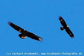 Sie sind unsere größten greife, ihr flugbild her ähnlich dem des steinadlers: Flugbilder Vogel Ruderflug Gleitflug Segelflug Suchflug Greifvogel Falken