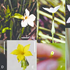 Image result for Exochaenium oliganthum