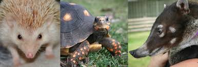 It offers pony rides and can be rented out for events. Exotic Animal Shows Mini Petting Zoos We Bring The Animals To You