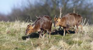 These small creatures are known for their love of affection and also gives kisses. Muntjac Deer Muntiacus About Animals