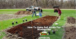 What is the best type of soil to grow blueberries? How To Make Soil Acidic For Blueberries Beginner S Guide