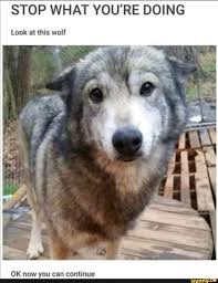 Stop What You Re Doing Look At This Wolf Funny Animals Cute Animals Funny Animal Memes