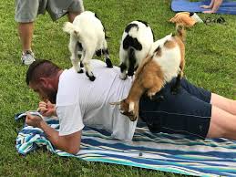 Upon the move here i decided to make a huge change and make the move from crossfit to. Goat Yoga Fitness Craze Is Available Here Williamson Source