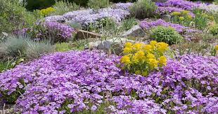 Flowering ground covers, such as phlox and sedum, combine beauty and function. The 15 Best Flowering Ground Covers For Yard Gardener S Path