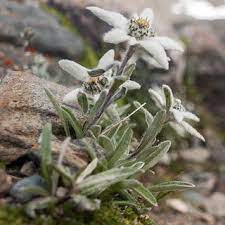 Pdf The Chemistry And Pharmacology Of Edelweiss A Review