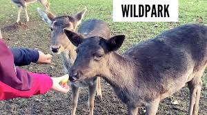 Get your kids photos with our friendly animals. 20 Incredible Places To Host Your Children S Birthday Party In Dusseldorf Some Covid Friendly Tips Too Life In Dusseldorf