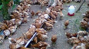 Ayam Ras Petelur Afkir Adalah Brainly Kekinian