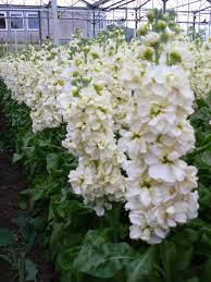 Pin On Stocks Colours Varieties