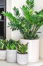 See more indoor plants after the jump. 60 Plant Stand Design Ideas For Indoor Houseplants Page 33 Of 67 Lovein Home Low Maintenance Indoor Plants Plant Decor Indoor House Plants