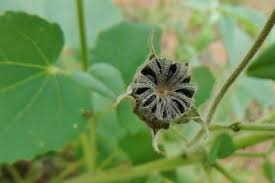 Image result for Abutilon austro-africanum