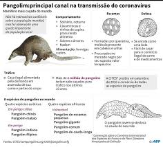 Pangolim, para quem não sabe, é um bichinho simpático, uma mistura de tatu com tamanduá e que carrega uma característica bem especial: Pangolim E O Animal Que Pode Ter Iniciado Epidemia De Coronavirus