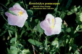 Image result for Kosteletzkya grantii