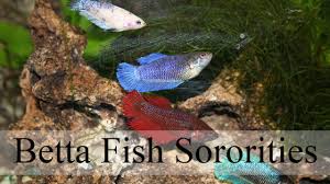 Betta Sorority Fish Care