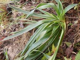 Image result for Mesanthemum africanum