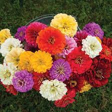 Giant Dahlia Flowered Mix Zinnia Seed Johnny S Selected Seeds