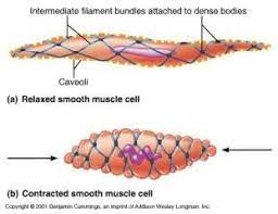 Histology Of Smooth Involuntary Muscle Smooth Muscle Tissue Smooth Muscle Muscle Cell