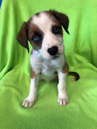 Pet adoption center on facebook. Adoption Pricing Love At First Sight Pet Adoption Center