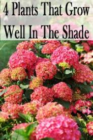 4 Plants That Grow Well In The Shade Shade Landscaping Plants Shade Plants