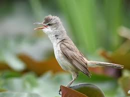 Image result for Rutidea orientalis