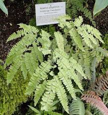 Image result for Adiantum soboliferum