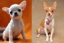 Raza De Perro Chihuahua Caracteristicas Cuidados Adiestramiento