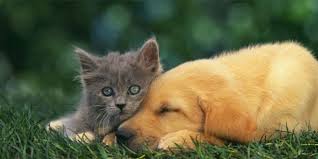 Résultat de recherche d'images pour "image wtf d'animaux"