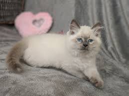 Some of our kittens will be with white and some high. Charisma Blue Lt Siberian Cats Added A Charisma Blue Lt Siberian Cats Facebook