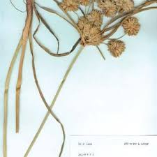Image result for Cyperus amabilis