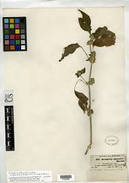 Image result for Dicliptera hensii