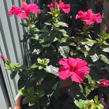 Maybe you would like to learn more about one of these? Hibiscus Rosa Sinensis Wild Cherry Tropical Hibiscus Wild Cherry In Gardentags Plant Encyclopedia