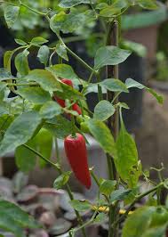 Image result for Capsicum annuum