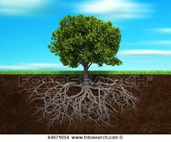 Usually oaks, hickory, and walnut trees fall into this category. Cross Section Tree Root Google Search Oak Tree Roots Tree Roots Trees To Plant