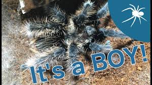They are largely terrestrial, opportunistically burrowing spiders. Love Is In The Air I Have A Male Curly Hair Tarantula Youtube