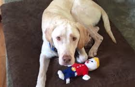 Each labrador puppy reservation is $400 to reserve your spot on the waitlist. Sclrr