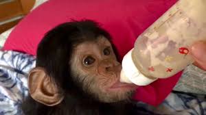 Pin By Virginia Brauer On Apes Wildlife Sanctuary Primates African