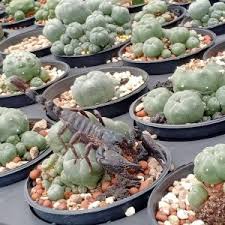 Lophophora Diffusa Mmr 93 Mexicó : Queretaro Variety Vizarron -  Preciouscactus