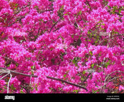 Image result for Nyctaginaceae