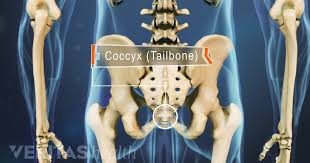 Alibaba.com offers 2,843 tailbone products. Coccydynia Tailbone Pain