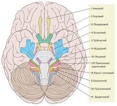 Is another term for the axon of a neuron. A P 047 Unit 5 The Nervous System Brain Dissection Lessons Blendspace
