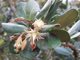 Image result for Mimusops afra